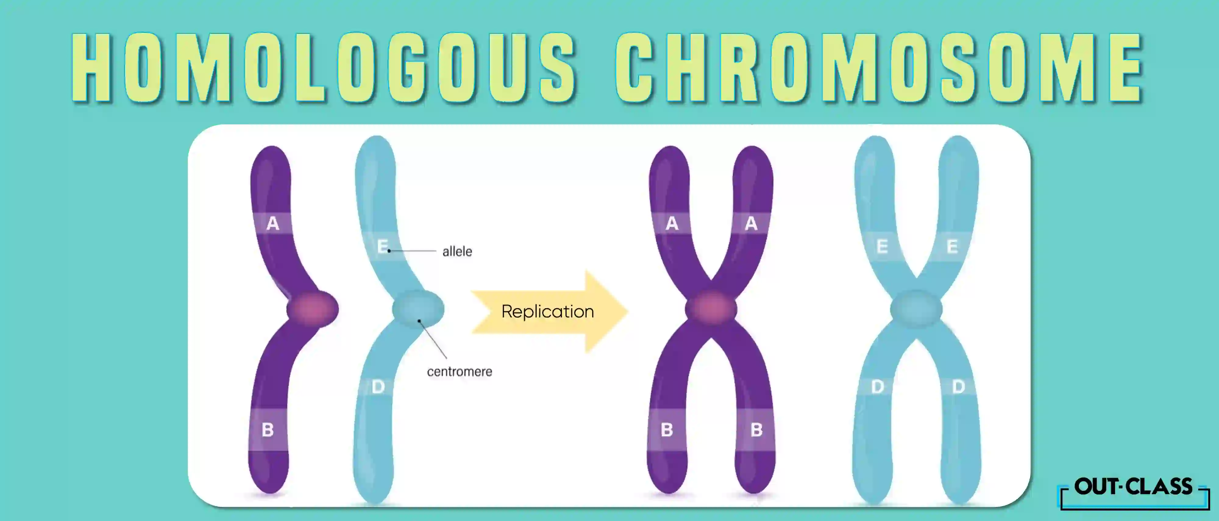 Homologous chromosomes as a pair of siblings, one of which comes from your mother while the other comes from your father. Each pair has similar genes; however, some may have different versions of those genes. These versions are known as alleles or allelomorphs.
