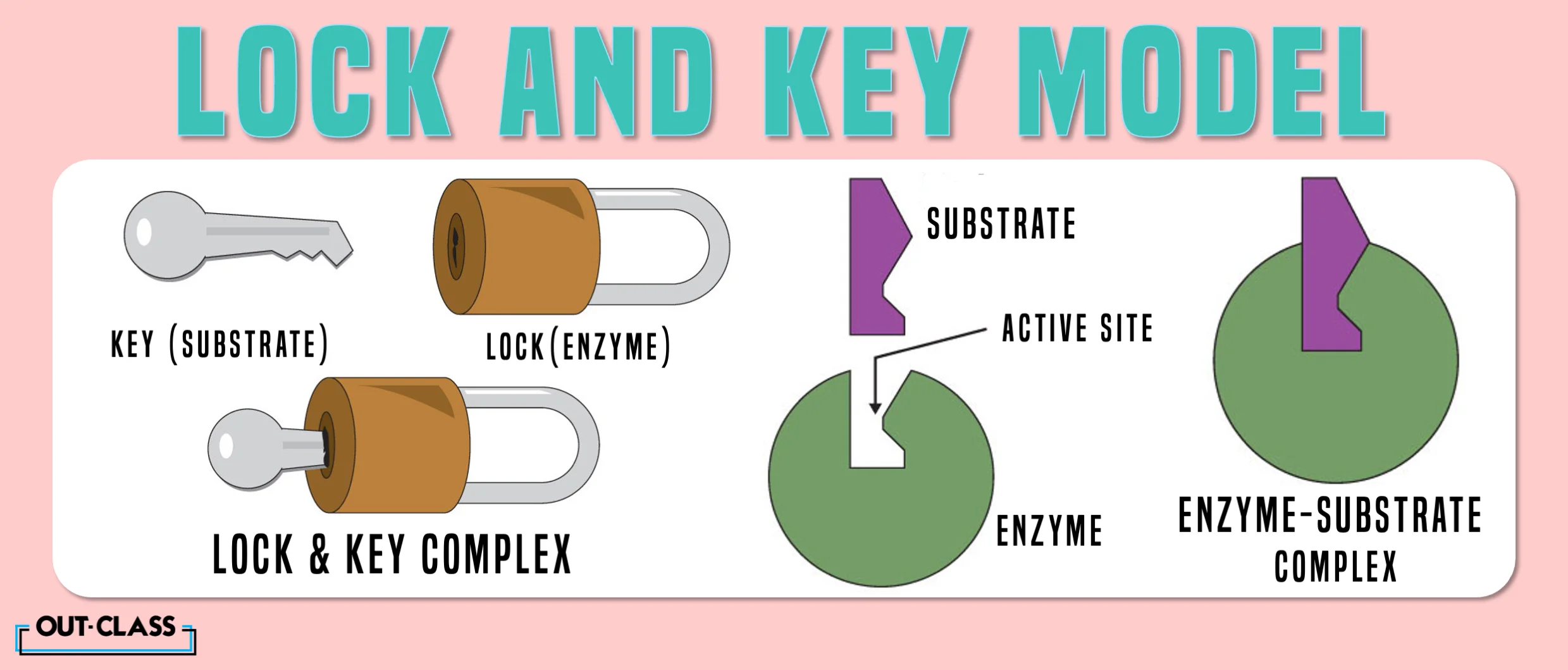 This shows the lock and key model enzyme of the O Level Biology concept. 