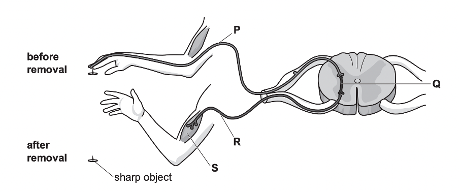 the image is from O Level Biology pastpaper with the question: The diagram shows structures involved in a reflex action that results in the removal of a person’s hand from a sharp object. 
