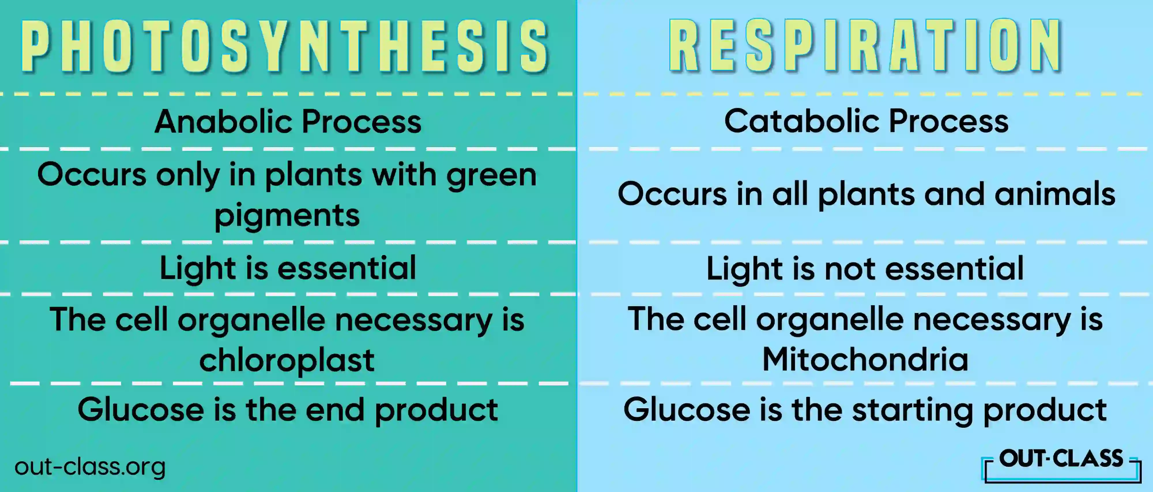 Similarities Between Photosynthesis and Respiration  Despite their differences, there are several similarities between photosynthesis and respiration:  Energy Transformation: Both processes involve the transformation of energy from one form to another.  Involvement of Electron Transport Chains: Both processes use electron transport chains to produce energy.  Role in the Carbon Cycle: Photosynthesis and respiration are crucial components of the carbon cycle, maintaining the balance of carbon dioxide and oxygen in the atmosphere.