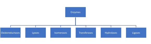 There are six kinds of enzymes, each classified in accordance with the type of reaction they are meant to process: Oxidoreductases, Hydrolases, Transferases, Isomerases, Ligases or Synthetases & Lyases.