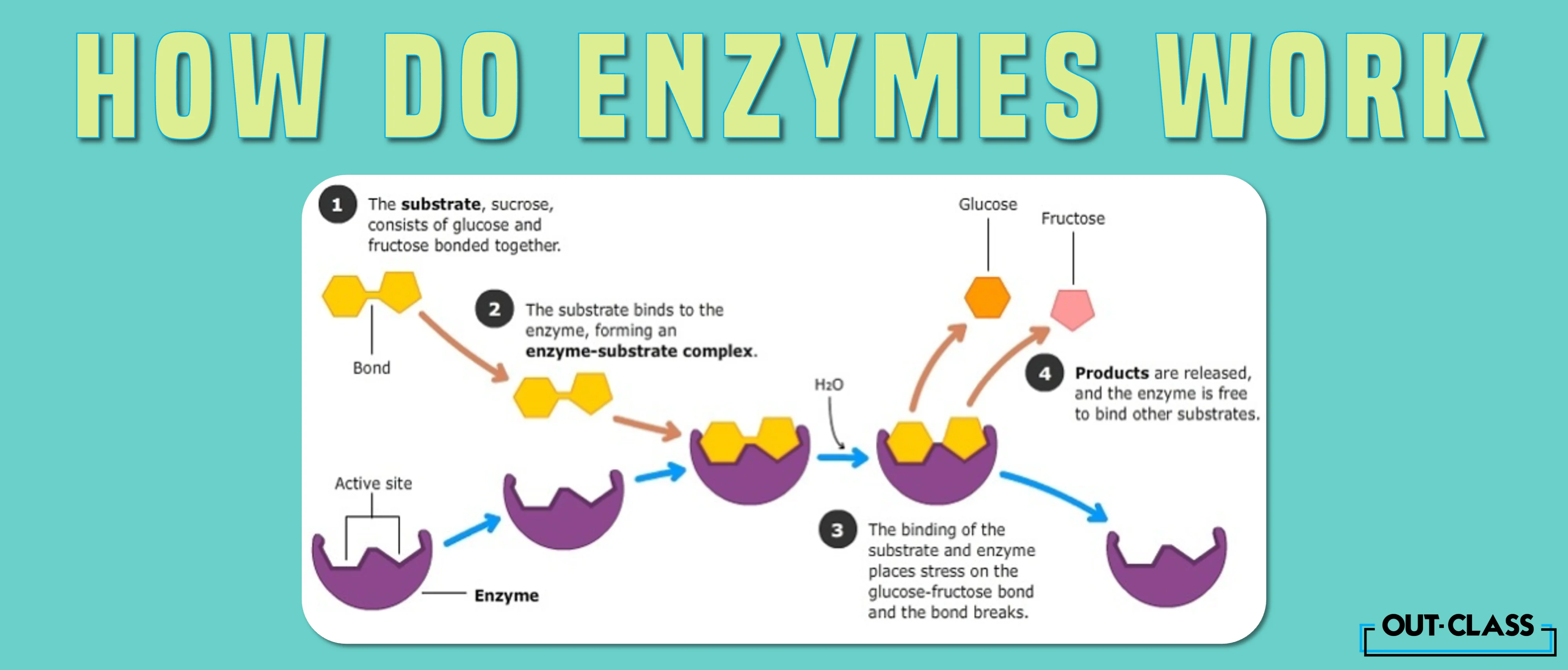 it shows how enzymes work along with the lock and key as an example.