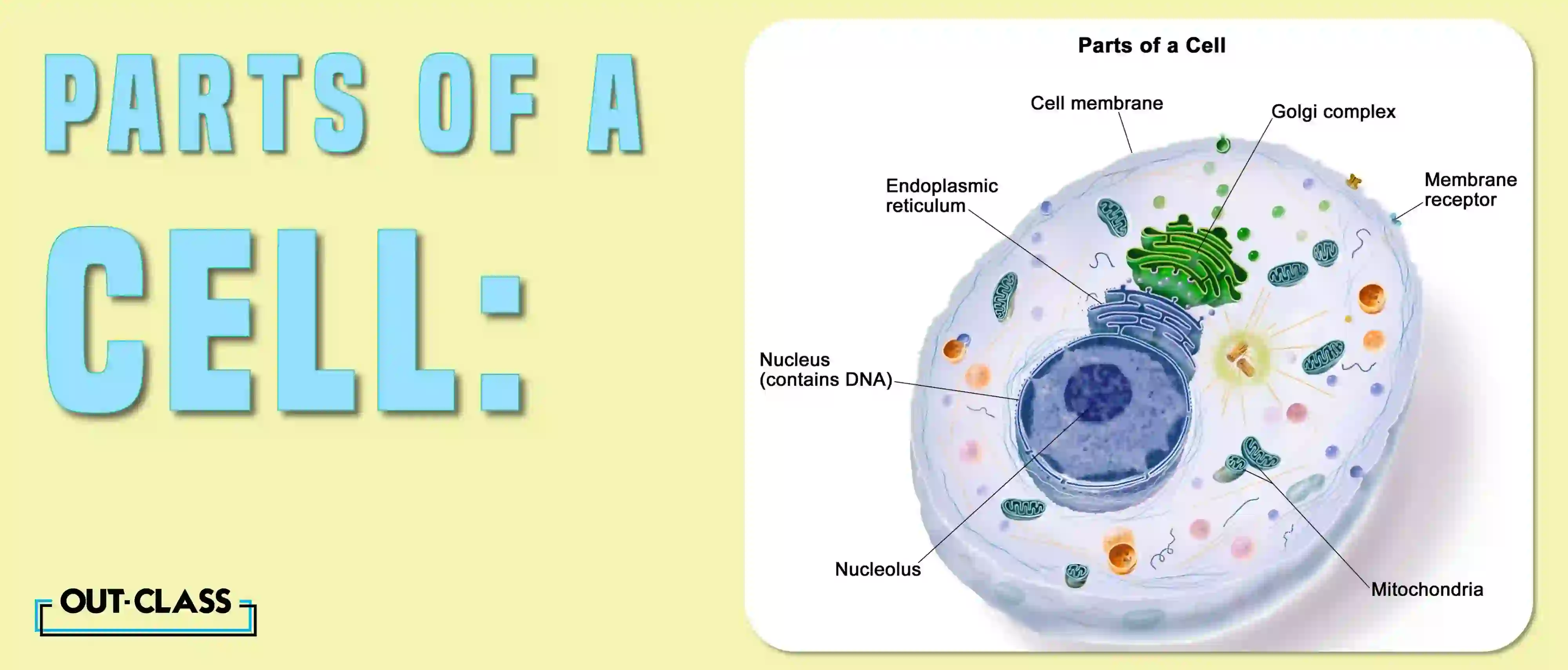 Golgi Apparatus, also known as golgi complex or golgi body, in animal and plant cells. What is the golgi apparatus responsible for is also covered.
