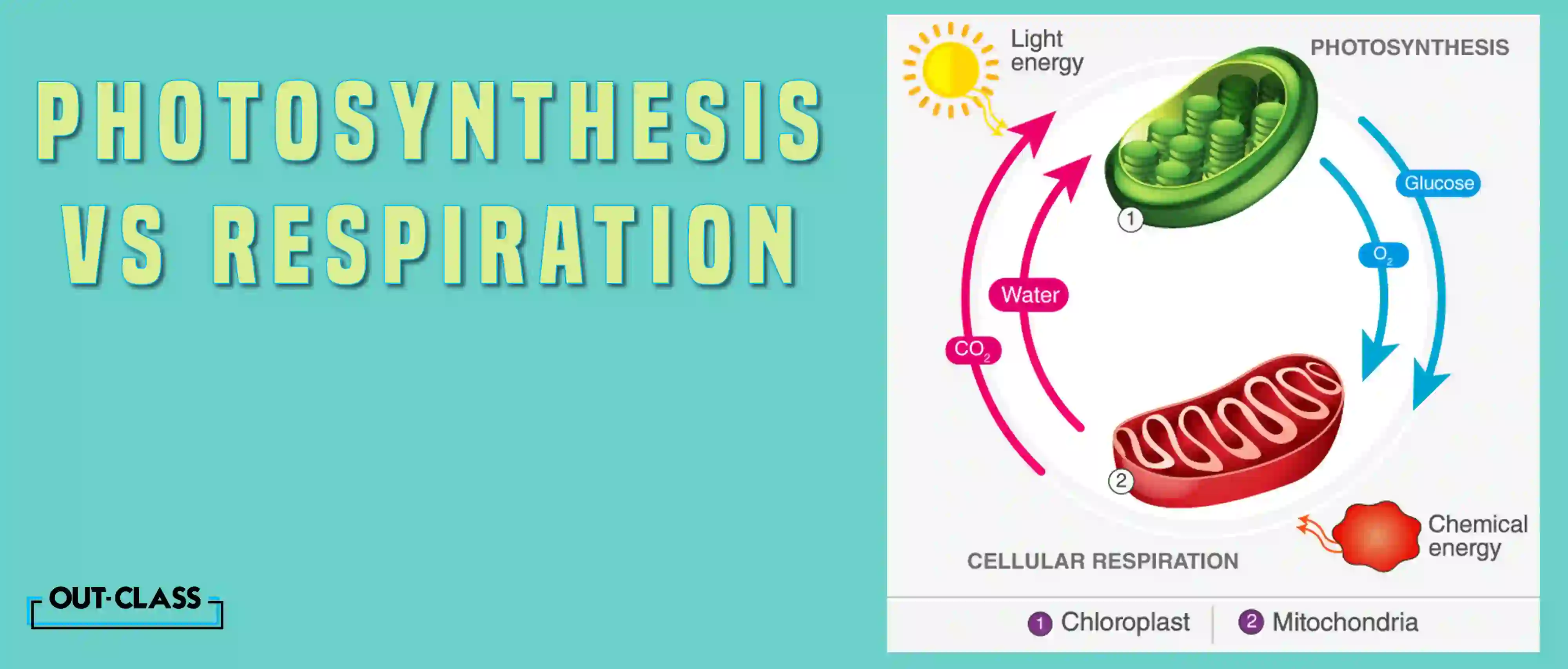 What is Photosynthesis?  Photosynthesis is the process by which green plants, algae, and some bacteria convert light energy, usually from the sun, into chemical energy, in the form of glucose. This process occurs in the chloroplasts of plant cells and involves carbon dioxide and water. The general equation for photosynthesis is:  6CO2 6H2​O + light energy → C6​H12​O6​ + 6O2