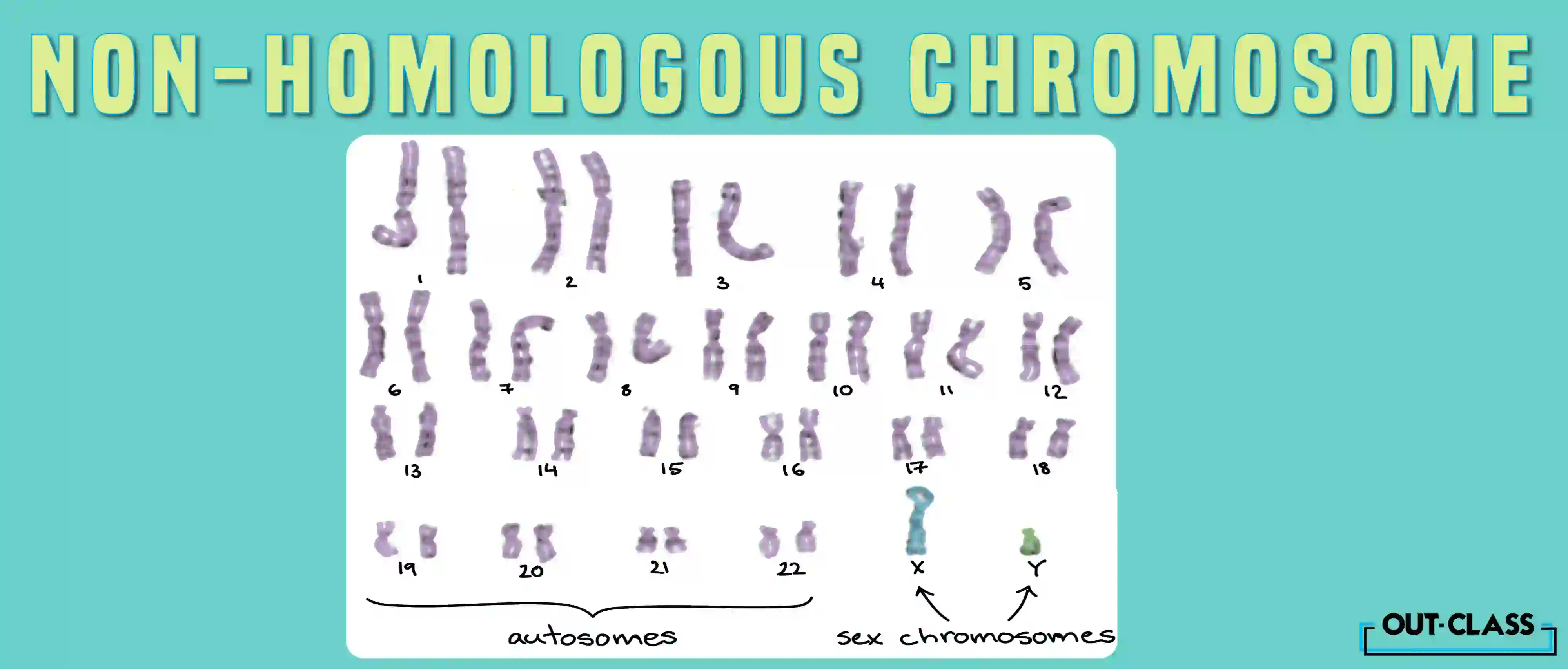 If you are asked to identify the non homologous chromosomes on this diagram, look for the pair that is structurally different, or the pair that doesn’t carry the same genes at the same spots.