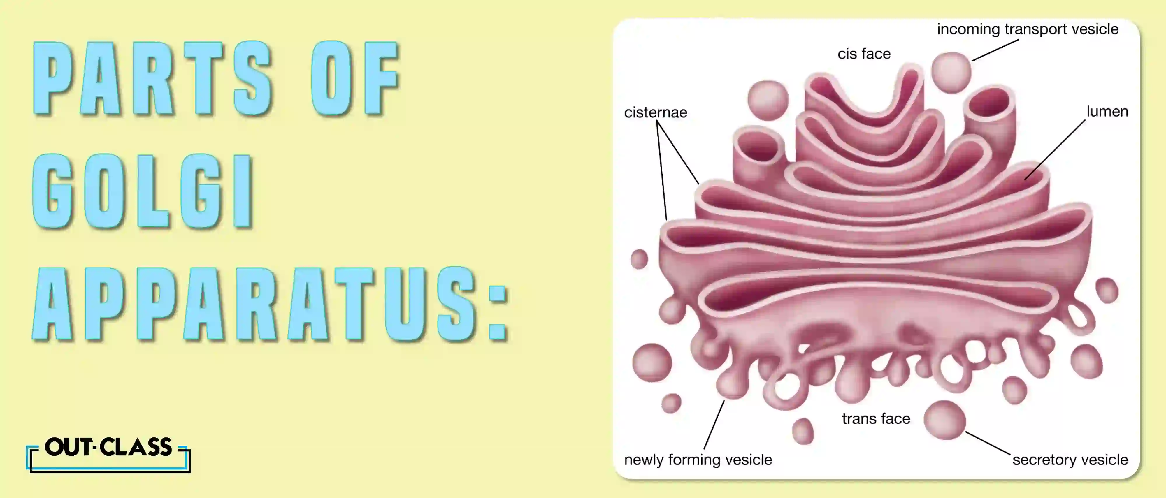 Golgi apparatus structure is consists of four main parts - flattened, stacked pouches called cisternae, matrix proteins called microtubules, medial and trans. These are crucial for its function as they process and bundle macromolecules like proteins and lipids, in both animal and plant cells.
