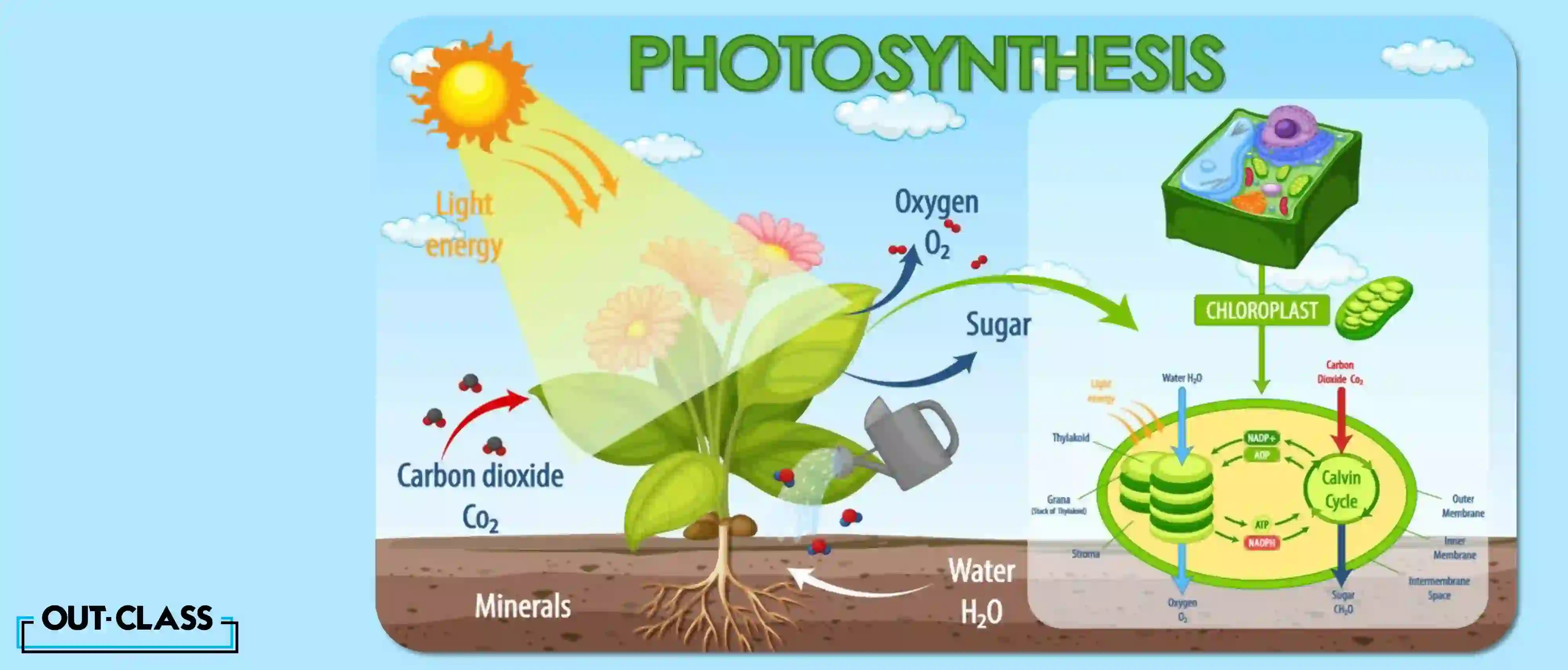 It’s the process by which plants synthesise carbohydrates from raw materials by harnessing light energy. The chloroplast contains a green pigment called chlorophyll that captures light energy and converts it into chemical energy. This process initiates the synthesis of glucose and releases oxygen as a by-product.