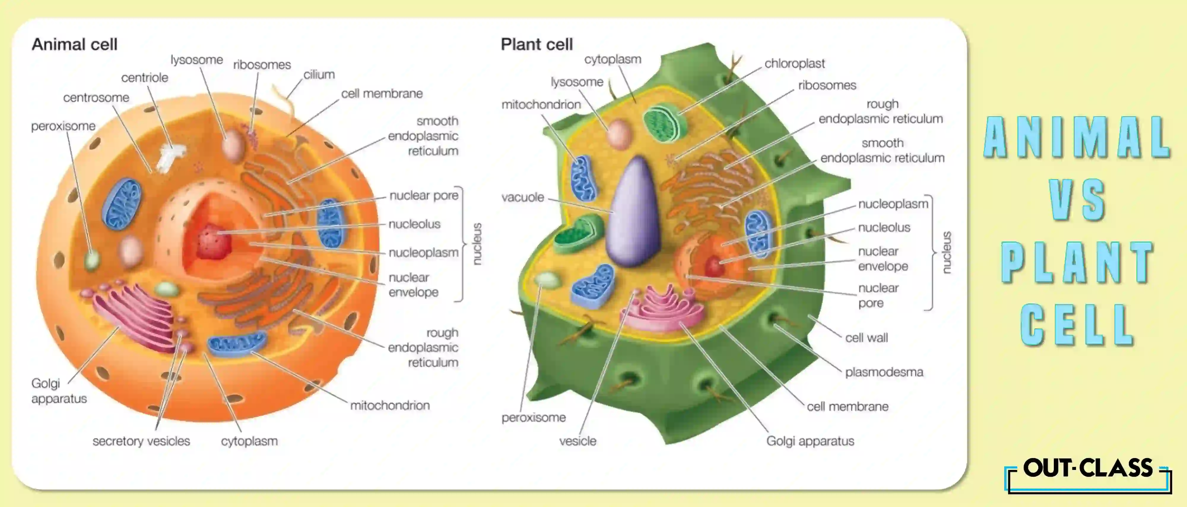 A plant cell is characterized by a rigid cell wall, chloroplasts containing chlorophyll, and a large central vacuole. Contrastingly, an animal cell, a staple in IGCSE and O Level Biology, lacks a cell wall but possesses a flexible cell membrane. Instead of chloroplasts, animal cells house mitochondria, the powerhouse responsible for energy production.