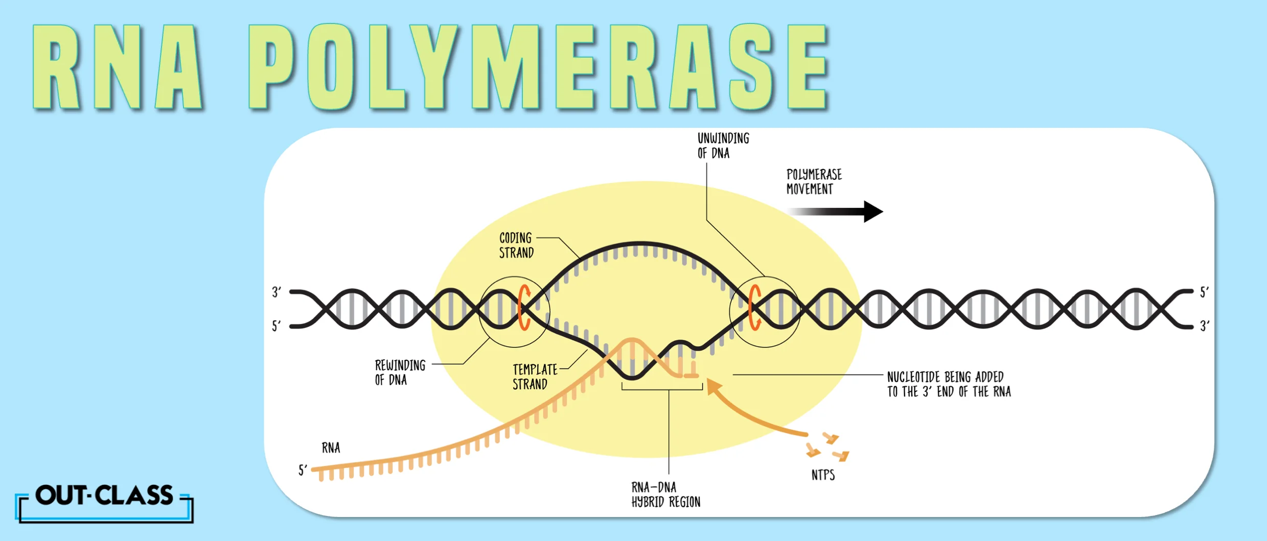 The pictures answers the question what is the role of RNA Polymerase in the process of transcription as well as the function on rna polymerase